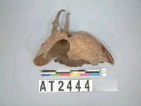 藏品(羌仔皮帽子)的圖片